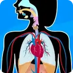 Human Anatomy - Body parts (Anatomix)