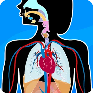 Human Anatomy – Body parts