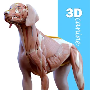 Complete Canine 3D – anatomy